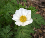 Adonis davidii