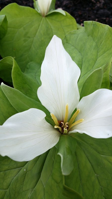 Trillium chloropetalum album