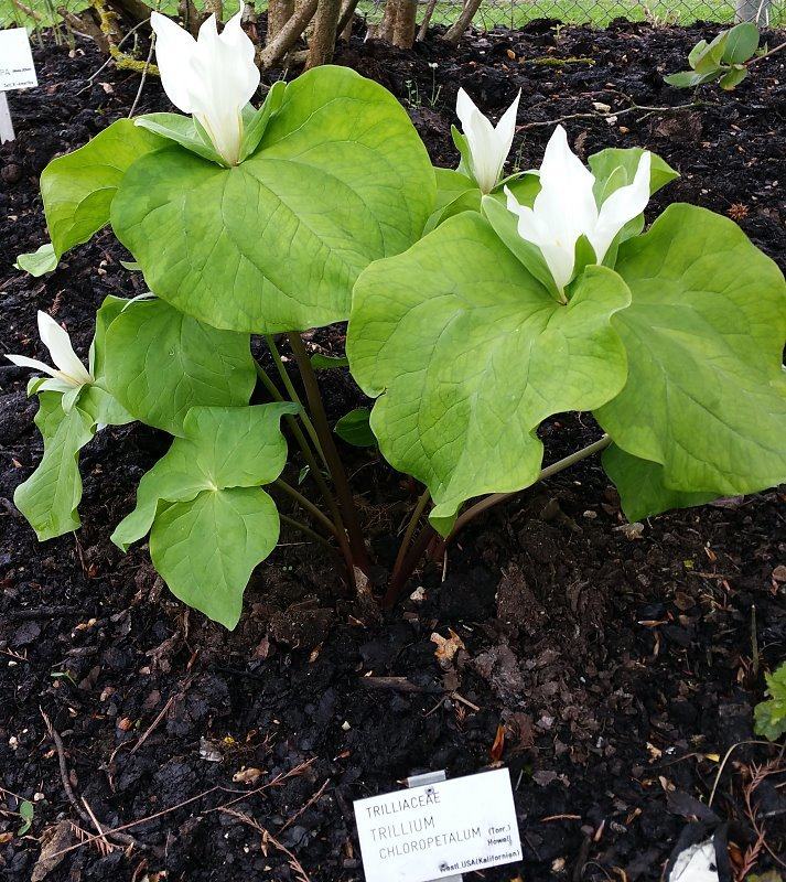 Trillium chloropetalum album