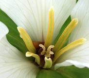 Trillium chloropetalum album