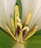 Trillium chloropetalum album