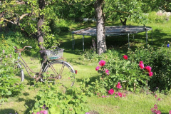 Fahrrad im Garten