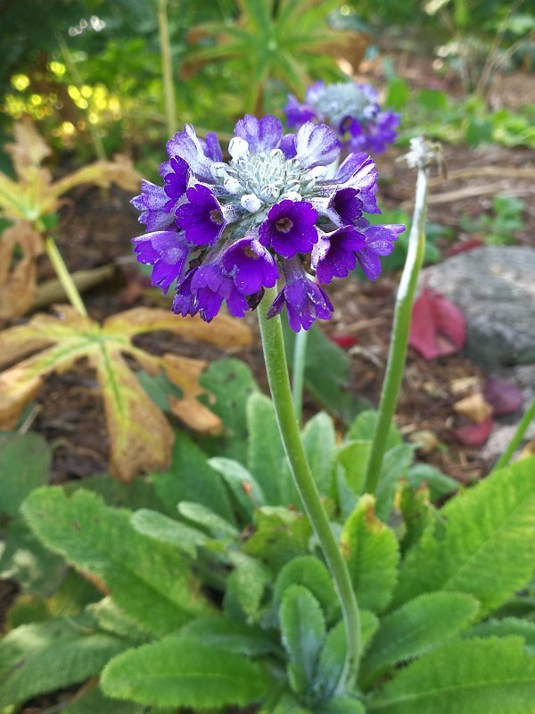 Primula captitata ssp. mooreana