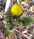 Adonis amurensis