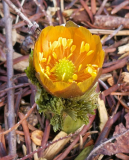 Adonis amurensis