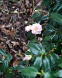 Camellia Hagoromo