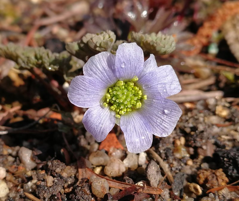 Callianthemum farreri