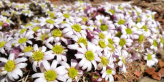 Callianthemum anemonoides