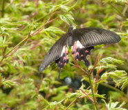 Schmetterling