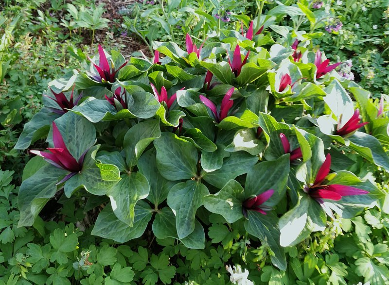 Trillium chloropetalum