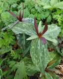 Trillium cuneatum