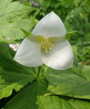 Trillium flexipes