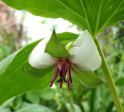 Trillium rugelii