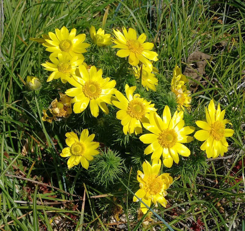 Adonis vernalis