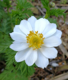 Adonis davidii