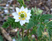 Adonis coerulea