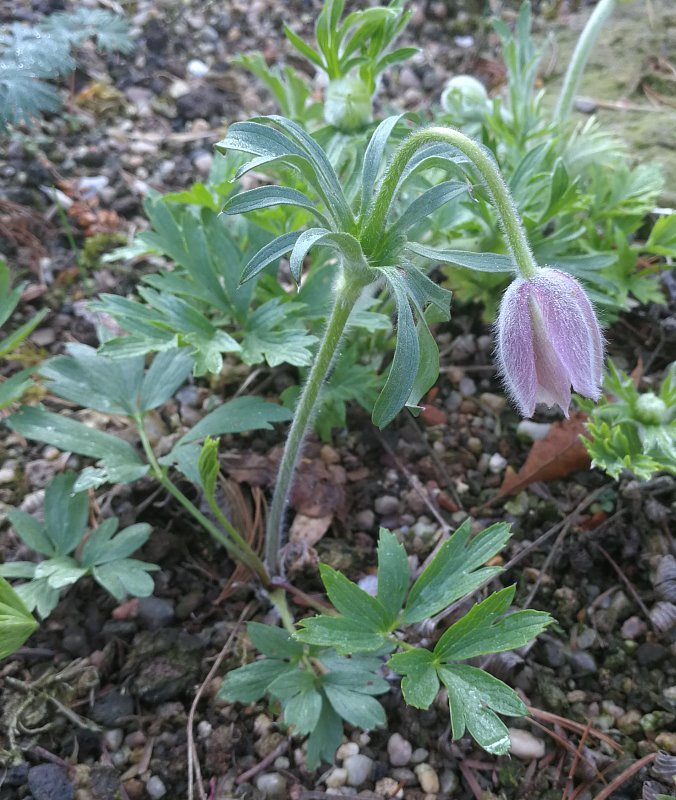 Pulsatilla cernua