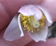 Pulsatilla cernua