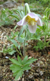 Pulsatilla cernua