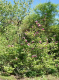 Magnolia liliiflora 'Nigra'