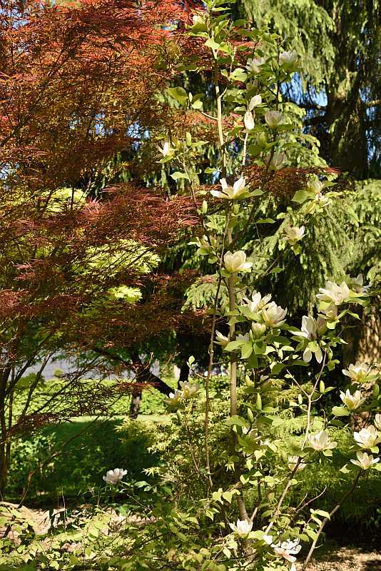 Magnolia 'Sunsation'