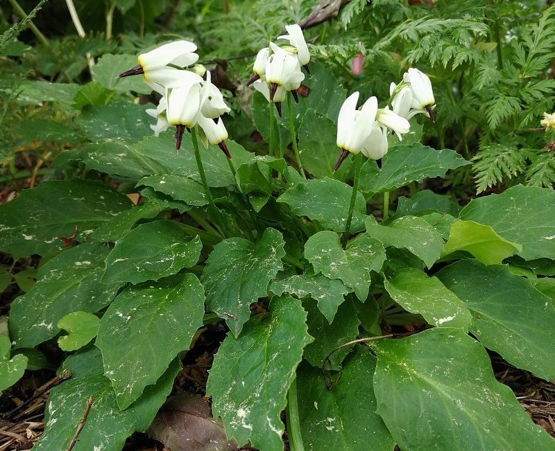 Dodecatheon dentatum