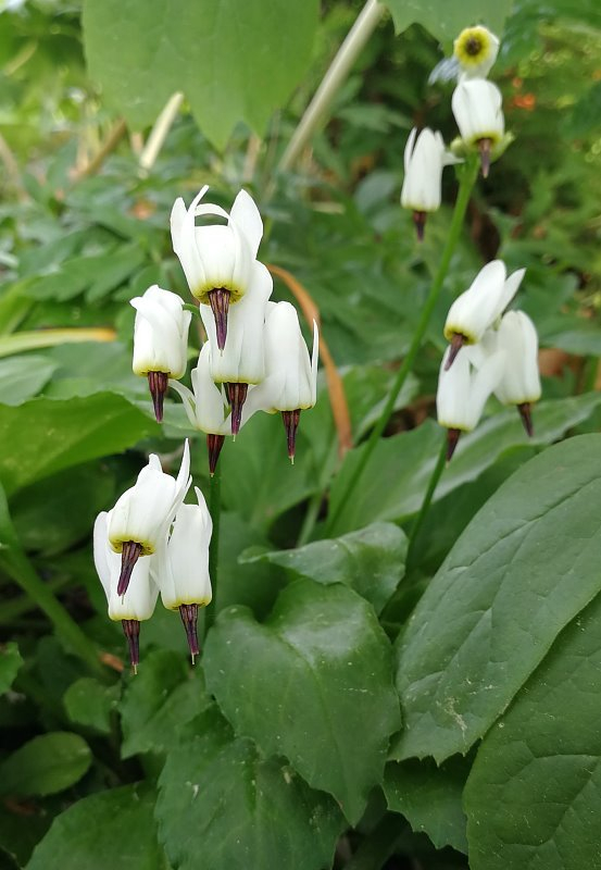 Dodecatheon dentatum