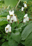 Dodecatheon dentatum