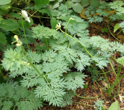 Dicentra 'Ulrich'