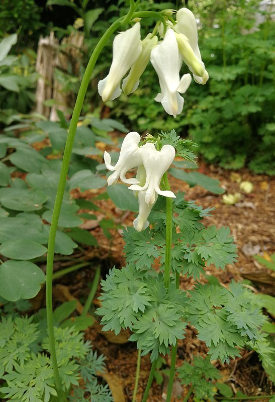 Dicentra 'Ulrich'