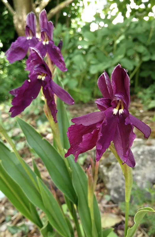 Roscoea cautleyoides