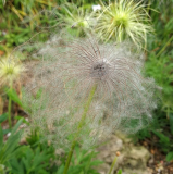 Pulsatilla cernua