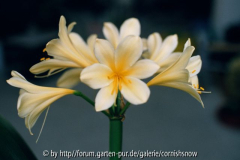 Clivia miniata var. citrina I