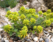 Teucrium polium ssp. aureum