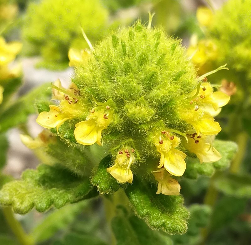 Teucrium polium ssp. aureum