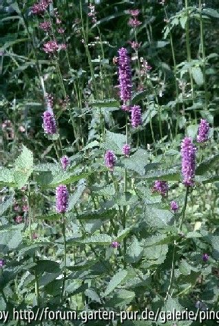 Agastache