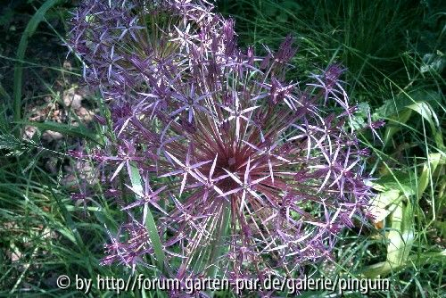 Allium christophii