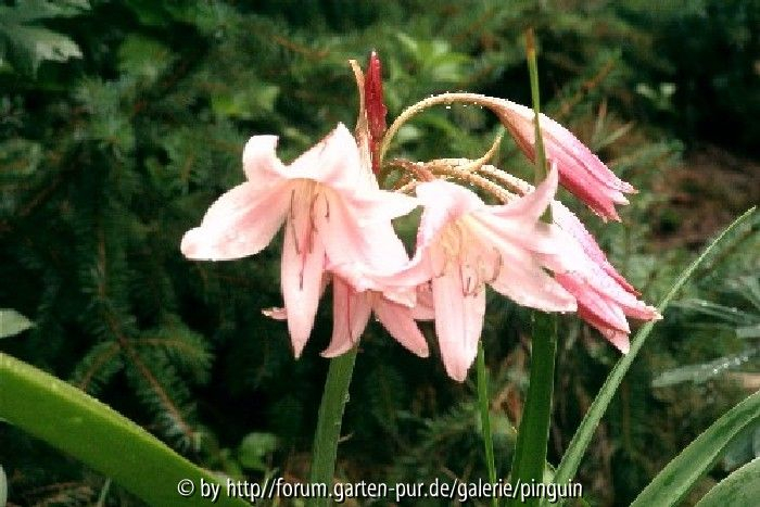 winterharte Garten-Amaryllis