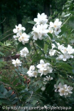 Bauernjasmin