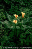 Calla (nicht winterhart)