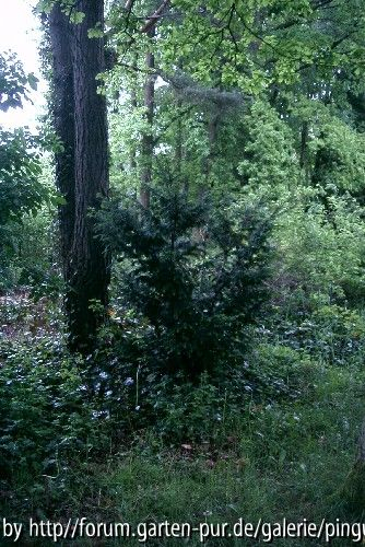 Waldgarten mit Eibe