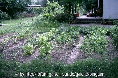 Blick in den Gemüsegarten