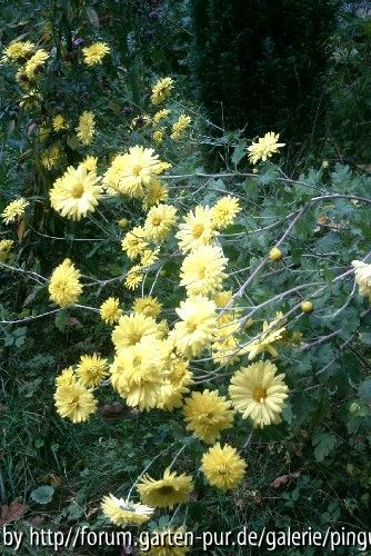 Chrysantheme gelb