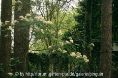 Eberesche im Waldgarten