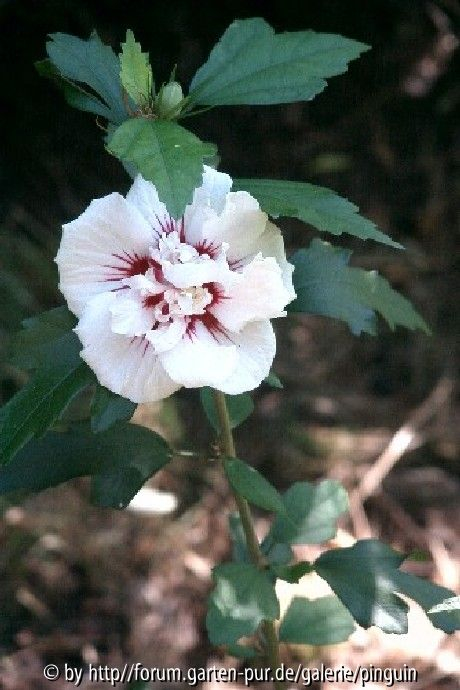 Hibiscus