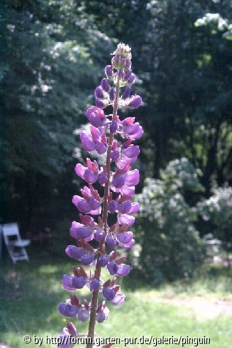 Stauden-Lupine