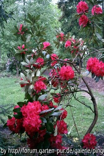 alter Rhododendron