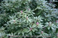 Rhododendron Knospen