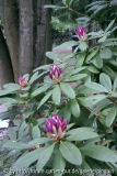 Rhododendron mit sich öffnenden Blüten