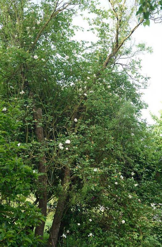 Weide, mit Rose, vor dem Sturm